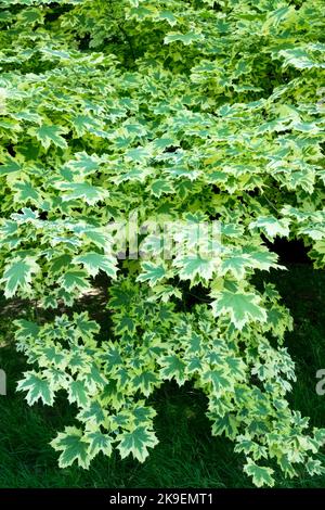 Acer platanoides Tree, Norwegen Ahorn, Acer platanoides 'drummondii' Norwegen Ahornbaum Blätter Ahornblatt Stockfoto