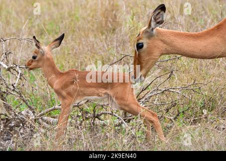 Impala (Aepyceros melampus). Mpumalanga. Südafrika. Stockfoto