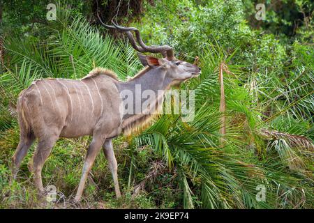 Großküdu- oder Kodoo-Männchen (Tragelaphus strepsiceros) füttern oder surfen. Mpumalanga. Südafrika. Stockfoto