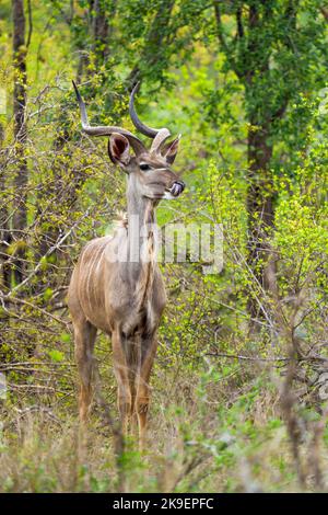 Großkudu oder Kodoo (Tragelaphus strepsiceros) männlich. Mpumalanga. Südafrika. Stockfoto