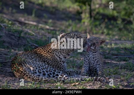 Leopardmutter und -Junge spielen, fotografiert auf einer Safari in Südafrika Stockfoto