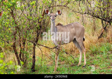 Großkudu oder Kodoo (Tragelaphus strepsiceros) Weibchen. Mpumalanga. Südafrika. Stockfoto