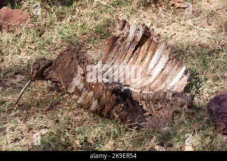 Kadaver eines afrikanischen Büffels, der von Löwen in der Savanne des Serengeti National Park gegessen wird Stockfoto