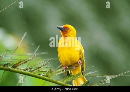 Weberei Vogel (Golden Palm Weaver - Ploceus bojeri) auf der Handfläche Stockfoto