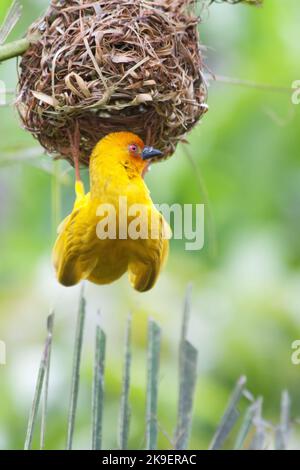 Wehende Vogel (goldener Palmweber - Ploceus bojeri) Pfirsiche auf dem Nest, Afrika Stockfoto