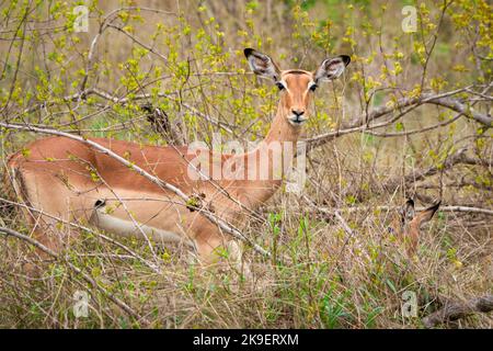 Impala (Aepyceros melampus). Mpumalanga Weibchen. Südafrika. Stockfoto