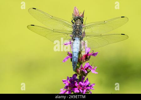 Schwarzschwanzskimmer Orthetrum cancellatum Dragonfly männlich stehend auf Lila Loosestrife Blume Dragonfly Wildlife Orthetrum Blue Body Insect Wings Stockfoto