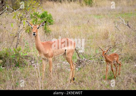Impala (Aepyceros melampus) Lamm (Rehkitz). Mpumalanga. Südafrika. Stockfoto