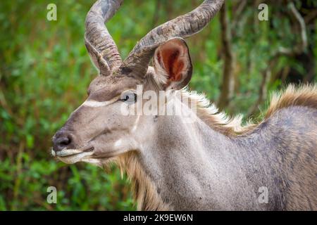 Großkudu oder Kodoo (Tragelaphus strepsiceros) männlich. Mpumalanga. Südafrika. Stockfoto