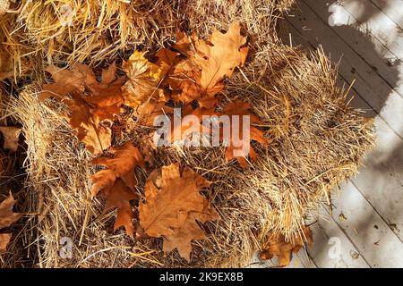 Herbsthintergrund. Gelbe Blätter auf dem Hintergrund von verwelkten Gras und Stroh, Herbstfarbe. Stockfoto