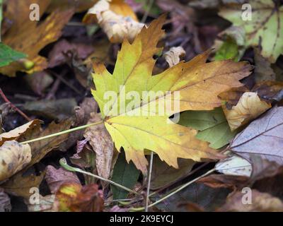 Vertrocknete Blätter im Herbst Stockfoto