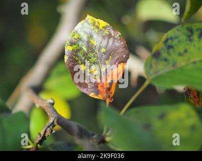 Birne Rust Gymnosporangium sabinae Stockfoto