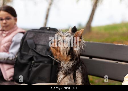Der kleine niedliche Yorkshire Terrier Welpe sitzt auf einer Bank. Hund auf einem Spaziergang Stockfoto