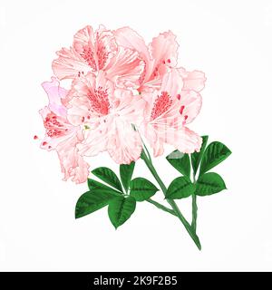 Blumen Helles rosa Rhododendren Zweig Bergstrauch vintage Vektor Illustration editierbar Handzeichnungen Stock Vektor