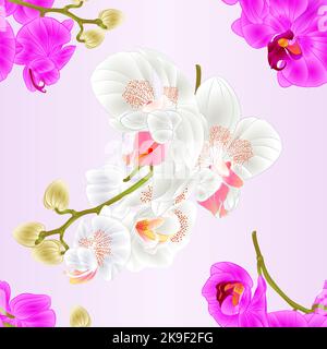 Nahtlose Textur Zweige Orchideen Blumen weiß und lila Phalaenopsis tropische Pflanze Stämme und Knospen vintage Vektor botanische Illustration für des Stock Vektor