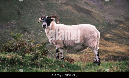 Schafe. RAM an einem Hang Stockfoto