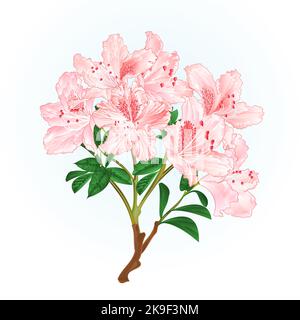 Hellrosa Rhododendron Zweig Bergstrauch vintage Vektor Illustration editierbar Handzeichnungen Stock Vektor