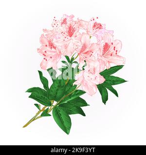 Zweig hellrosa Blumen Rhododendron Bergstrauch vintage Vektor Illustration Stock Vektor