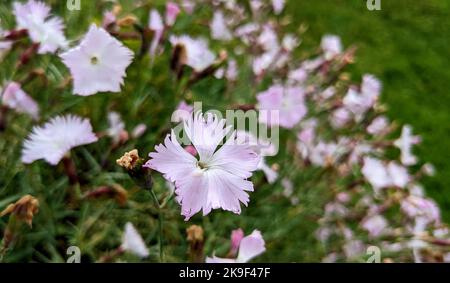 Zartes Weiß mit rosa Schattenblumen aus Nelke oder Nelkenrosa (Dianthus caryophyllus) aus nächster Nähe Stockfoto