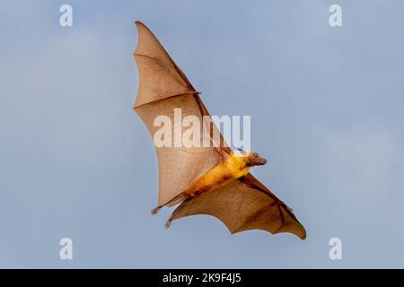 Ein männlicher Flying Fox oder eine Fruchtfledermaus, die auf den Malediven fliegt Stockfoto