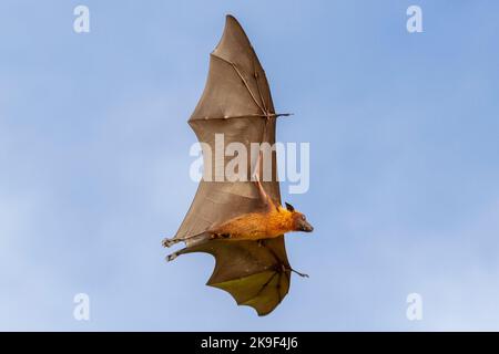 Ein männlicher Flying Fox oder eine Fruchtfledermaus, die auf den Malediven fliegt Stockfoto