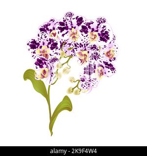 Zweige Orchidee Phalaenopsis gefleckte lila und weiße Blumen tropische Pflanzen grünen Stamm und Knospen und Blätter vintage Vektor botanische Illustration fo Stock Vektor