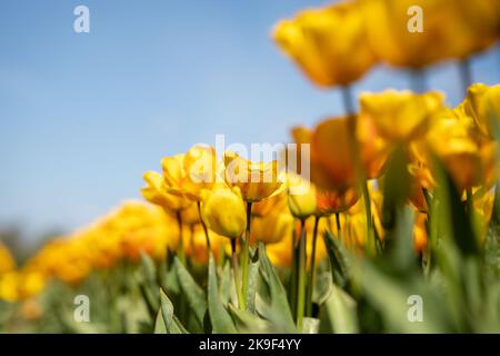 Feld mit gelben Tulpen im Frühjahr Stockfoto