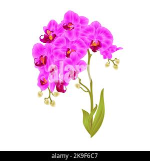 Zweige Orchidee Phalaenopsis lila Blüten und Blätter tropischen Pflanzen Stamm und Knospen auf einem weißen Hintergrund vintage Vektor botanische Illustration für Stock Vektor