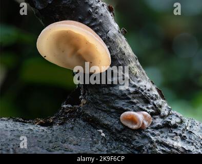 Essbarer Pilz Auricularia auricula-judae alias Judas oder Geleeohr. Im Lebensraum. Stockfoto