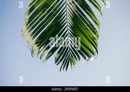 Grünes Kokospalmenblatt mit blauem Himmelshintergrund Stockfoto