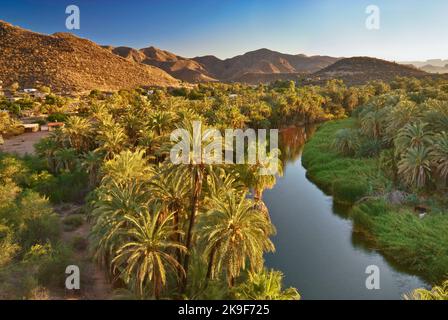 Fan Palms über Arroyo Santa Rosalia, bei Sonnenuntergang, Mulege, Baja California Sur, Mexiko Stockfoto