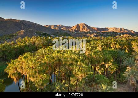 Fan Palms über Arroyo Santa Rosalia, bei Sonnenaufgang, Mulege, Baja California Sur, Mexiko Stockfoto