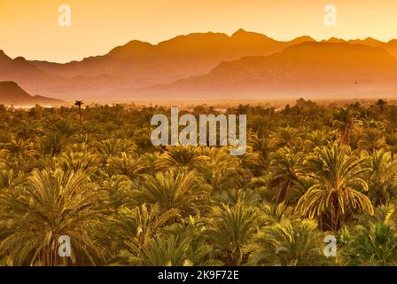 Datum Palmen bei Sonnenuntergang, der Sierra de Guadalupe in Distanz, Mulege, Baja California Sur, Mexiko Stockfoto