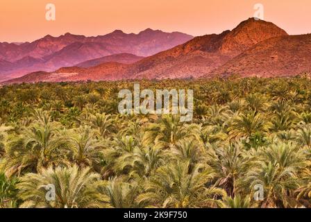 Dattelpalmen bei Sonnenaufgang, der Sierra de Guadalupe in Distanz, Mulege, Baja California Sur, Mexiko Stockfoto