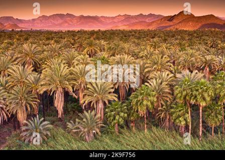 Datum und Ventilator Palmen bei Sonnenaufgang, der Sierra de Guadalupe in Distanz, Mulege, Baja California Sur, Mexiko Stockfoto