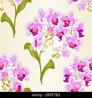 Nahtlose Textur Zweige Orchidee Phalaenopsis lila und weißen Blüten tropischen Pflanzen grünen Stamm und Knospen und Blätter vintage Vektor botanischen illust Stock Vektor