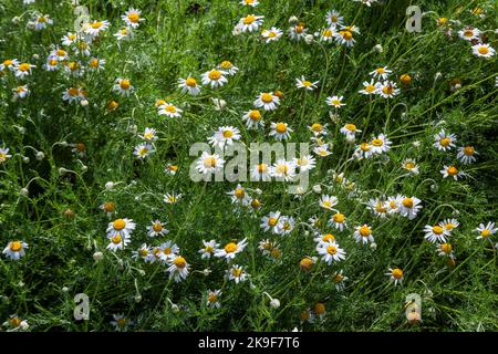 Chamaemelum nobile eine Sommer blühende Pflanze mit einer weißen Sommerblüte, die allgemein als gewöhnliche Kamille bekannt ist, Stockfoto Stockfoto