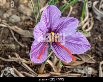 Einzelne Herbstkrokus blühen in ihrem Lebensraum. Colchicum autumnale. Stockfoto