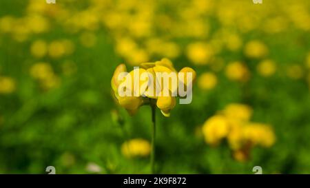 Frühlingsblumen. Gelbe Feldblumen blühen zwischen grünem Gras. Blumen blühen in der Natur. Stockfoto