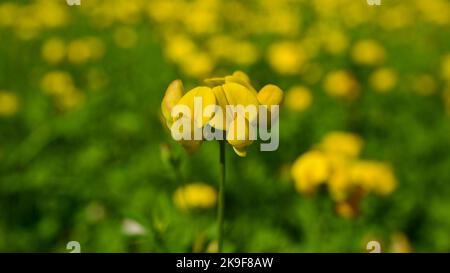 Frühlingsblumen. Gelbe Feldblumen blühen zwischen grünem Gras. Blumen blühen in der Natur. Stockfoto