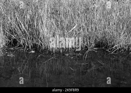 Typische wilde Schilf- und Gräser, die entlang der Küste in schwarz-weißem Schwarz-Weiß-Schwarz wachsen. Stockfoto