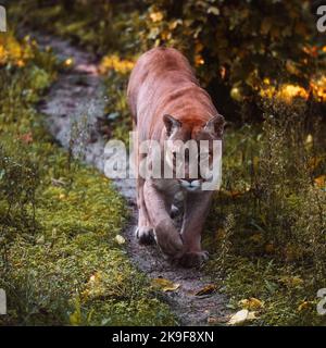 Schöner kanadischer Puma in einem Herbstwald. Wildlife America. Amerikanischer Großkatzencougar - Berglöwe. Wilde Großkatze spaziert im Wald, Szene in der Stockfoto