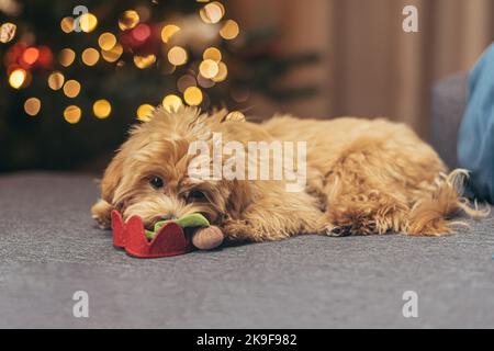Ein kleiner Hund der Multipoo-Rasse sitzt an Weihnachten und Neujahr auf dem Sofa in der Nähe des Weihnachtsbaums, der braunen Pudel-Rasse. Stockfoto