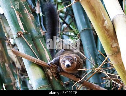 Nairobi, Komoren. 8. Januar 2022. Ein Lemur wird in Moheli, Komoren, am 8. Januar 2022 gesehen. Viele Lemurenarten sind auf der Roten Liste der bedrohten Arten der International Union for Conservation of Nature (IUCN) aufgeführt und sind in den letzten Jahren durch die Zerstörung von Lebensräumen und die illegale Jagd vom Aussterben bedroht. Quelle: Dong Jianghui/Xinhua/Alamy Live News Stockfoto