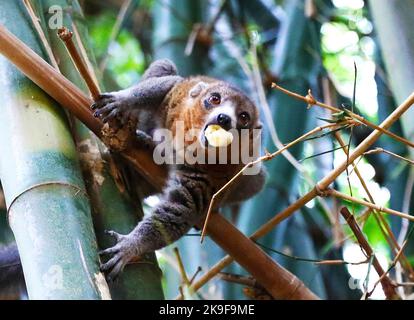 Nairobi, Komoren. 8. Januar 2022. Ein Lemur wird in Moheli, Komoren, am 8. Januar 2022 gesehen. Viele Lemurenarten sind auf der Roten Liste der bedrohten Arten der International Union for Conservation of Nature (IUCN) aufgeführt und sind in den letzten Jahren durch die Zerstörung von Lebensräumen und die illegale Jagd vom Aussterben bedroht. Quelle: Dong Jianghui/Xinhua/Alamy Live News Stockfoto