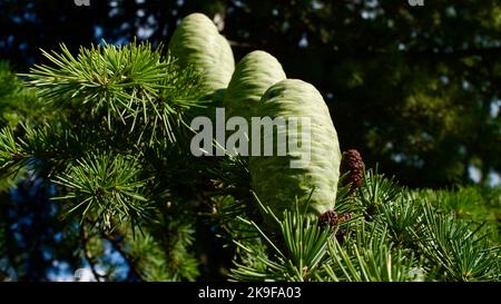 Roher Kiefernkegel. Ein unreifer Pinienkegel. Pinienkerne. Pinienkerne. Stockfoto