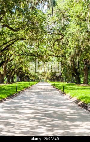 Mount Pleasant, USA - 21. Juli 2010: Oak Avenue in der Boone Hall Plantation in Mount Pleasant, USA. Die früheste bekannte Referenz auf die Stätte ist 1681. Stockfoto