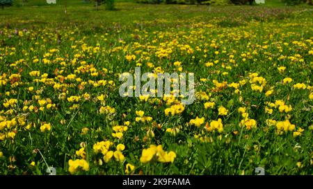 Frühlingsblumen. Gelbe Feldblumen blühen zwischen grünem Gras. Blumen blühen in der Natur. Stockfoto