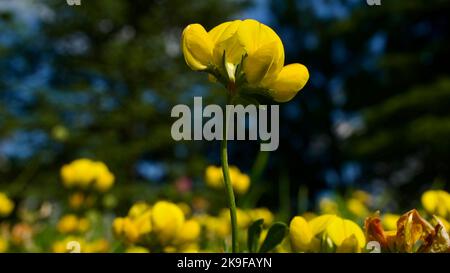 Frühlingsblumen. Gelbe Feldblumen blühen zwischen grünem Gras. Blumen blühen in der Natur. Stockfoto