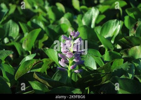 Wasser Hyazinthe Blumen Nahaufnahme Hintergrund Stockfoto